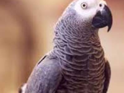 ببغاء يتسبب بطلاق زوجين!