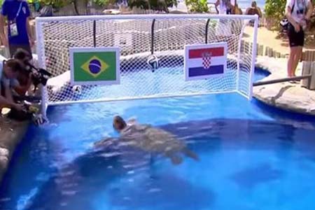 تنبؤات الحيوانات بالمونديال «خارج الخدمة»