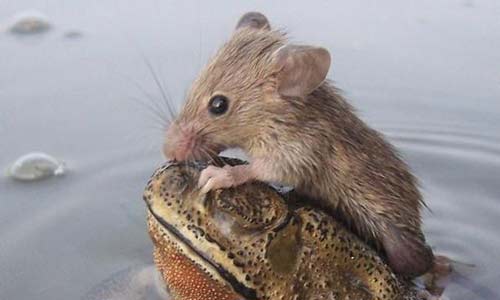 ضفدع ينقذ فأراً من الغرق