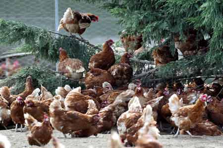 ملابس تحمي دجاج بريطانيا من الدهس