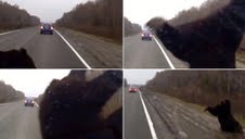 سيارة مسرعة تقذف بدب في الهواء