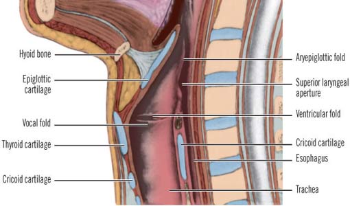 إلتهاب الحنجرة.. أسباب ووقاية