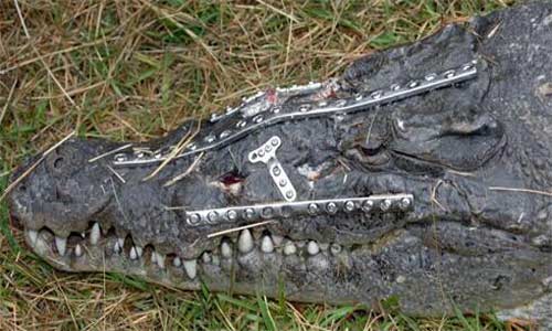 سمينة تقع على تمساح وتصيبه بجروح خطرة