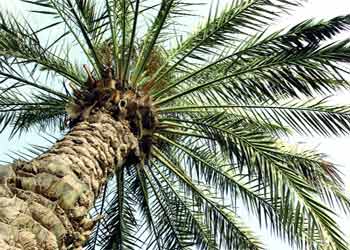 إنّه عصر البدو.. يا كوفان