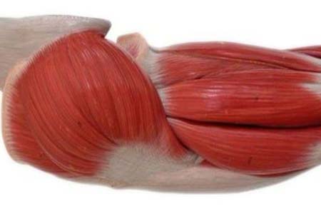 حجم فخذك يحدد مدى تعرضك لأمراض القلب