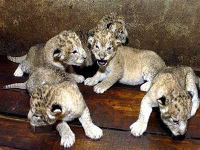 حديقة حيوان صينية تعرض كلباً على أنه أسد