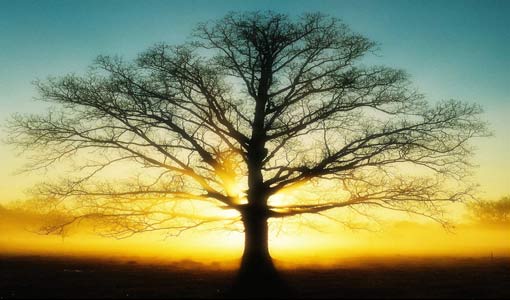 كن مثل الشجرة