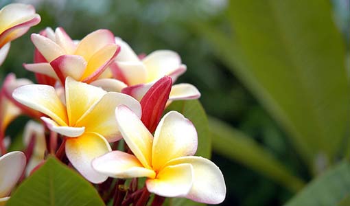 أين يكمن جمال الشباب؟