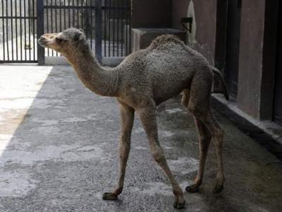 جمل يقتل صاحبه