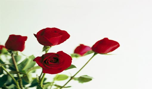 رؤى تأملية.. في الحب والجمال