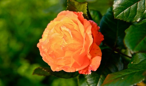 القرآن الكريم والطريق نحو الكمال