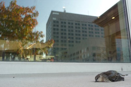 خدعة الطائر