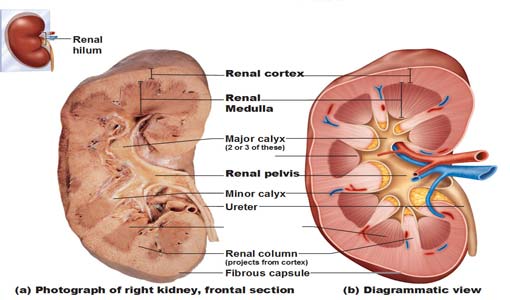 ماذا تعرفون عن حصى الكلية؟