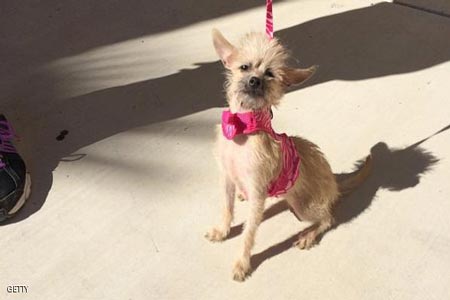 إنذار بمطار أميركي بسبب «كلب»