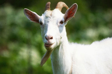 اعتقال «عنزة» أكلت من عشب «مسؤول»