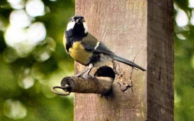 مقطوعة موسيقية من فضلات الطيور في لندن