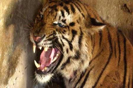 هروب نمور من متنزه أميركي عقب إعصار