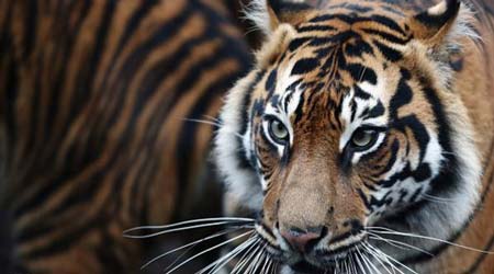 نمر يفترس حارسة حديقة حيوانات