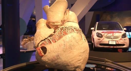 عرض أكبر قلب على وجه الأرض