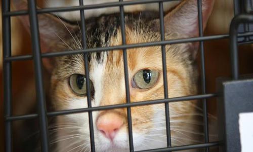 قطة تصل إلى أوروبا في هجرة غير شرعية