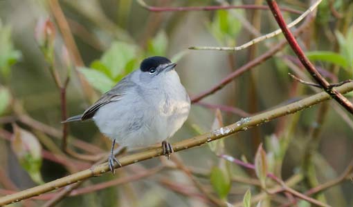 قصص تربوية في السلوك الحضاري الراقي/ ج(4)