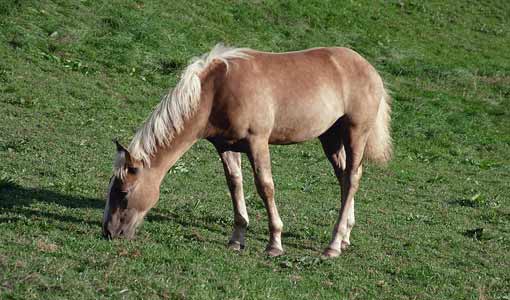 قصص تربوية هادفة في الهمم العالية والواطئة/ ج(3)