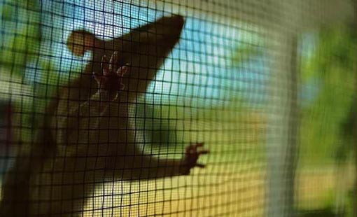 سلاح أميركي سحري لمكافحة الجرذان