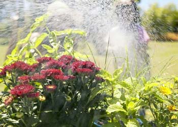 صحة الشجر تؤثر في البشر