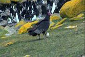 طائر لص يتحول لـ«مصور وثائقي»