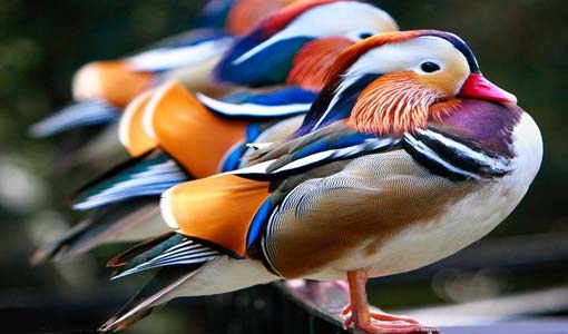 توصيات في التربية الجمالية