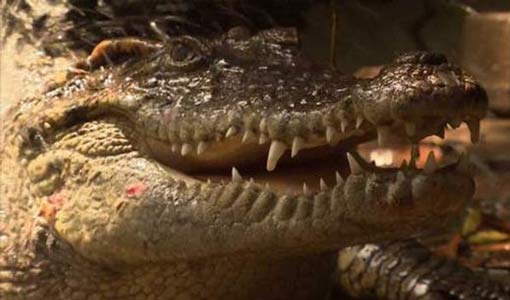 تمساح لحراسة المخدرات في كاليفورنيا