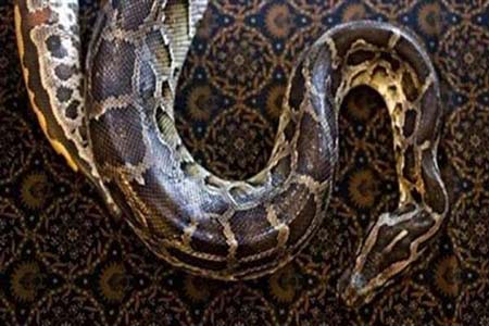 ثعبان صغير يلغي رحلة طيران بأستراليا