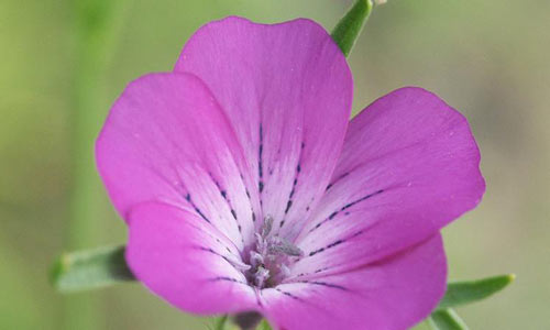 ظهور الزهرة القاتلة مرة أخرى في بريطانيا