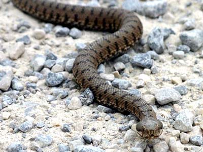 دراسة: النشاط الصناعي للإنسان يهدد الزواحف بالإنقراض