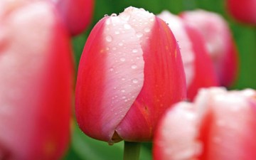 من هي المرأة المثالية بنظر الرجل؟