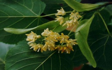 دراسات علمية حول البيلسان