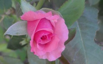 هـل أنتـي مرحـة؟