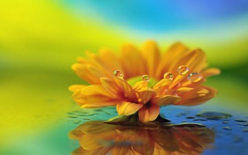 «الجمال» عبادة تهاون الناس فيها