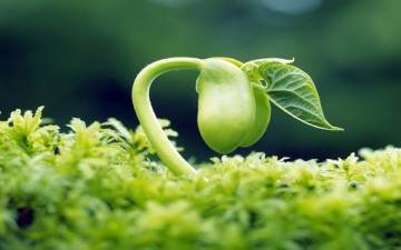 طريق السعادة