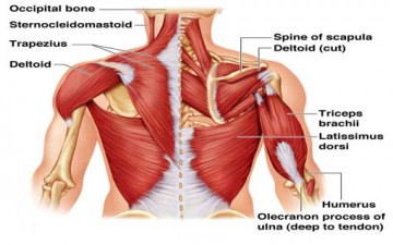 الجهاز الحركي العضلي يزخر بالمعجزات