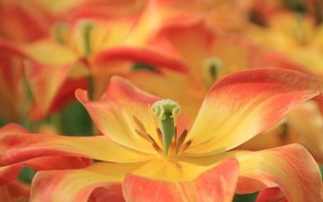 ثقافة التسامح