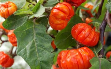 شجرة اليقطين.. ذُكرت في القرآن الكريم