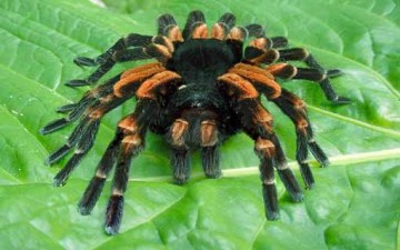 العناكب.. مخلوقات مدهشة تتحدى العلماء والدارسين