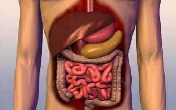 المعجزات الكامنة في الجهاز الهضمي