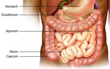 الإعجاز الكامن في الأمعاء الدقيقة