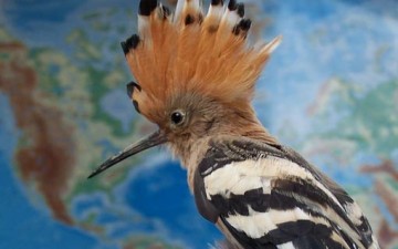 سليمان الحكيم (ع) النبي الذي سخّر له جنود من الجن والطير.. والريح