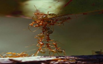 النمل.. حياة حافلة بالنظام