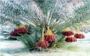 السيدة مريم (ع) تقطف أغلى ثمرة