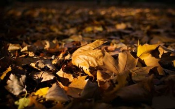 الذنوب التي تنقص العمر