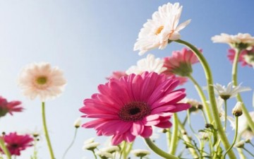 التسامح وإدارة الخلاف